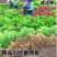 小叶黄杨球瓜子黄杨四季常青别墅地栽庭院花坛耐寒绿化植物篱笆墙