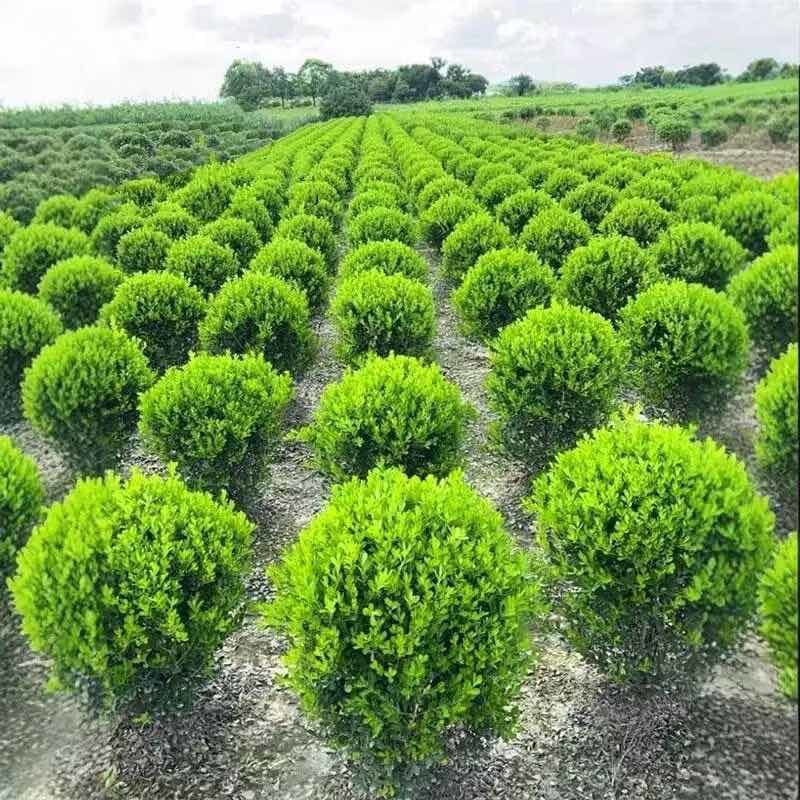 小叶黄杨球瓜子黄杨四季常青别墅地栽庭院花坛耐寒绿化植物篱笆墙