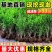 小叶黄杨球瓜子黄杨四季常青别墅地栽庭院花坛耐寒绿化植物篱笆墙