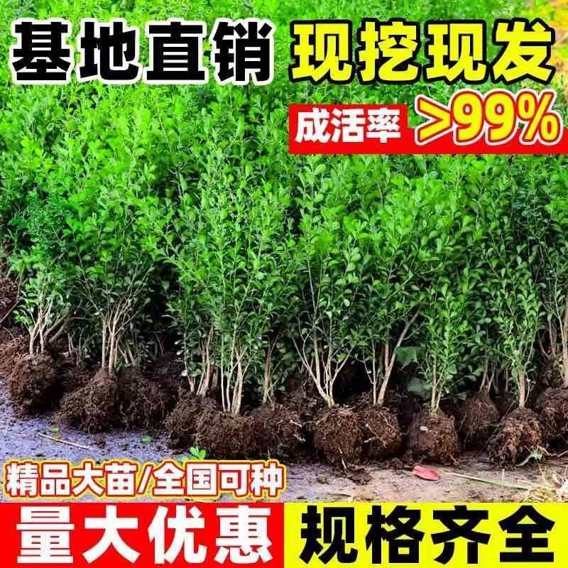 小叶黄杨球瓜子黄杨四季常青别墅地栽庭院花坛耐寒绿化植物篱笆墙