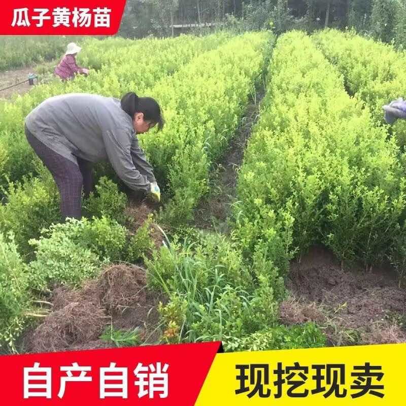小叶黄杨球瓜子黄杨四季常青别墅地栽庭院花坛耐寒绿化植物篱笆墙