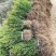小叶黄杨球瓜子黄杨四季常青别墅地栽庭院花坛耐寒绿化植物篱笆墙