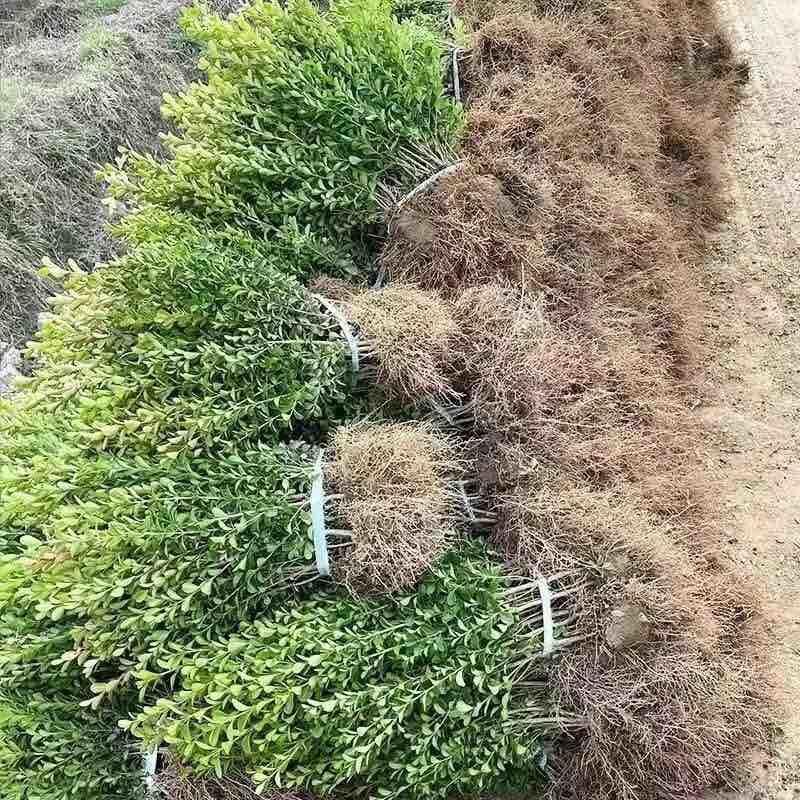 小叶黄杨球瓜子黄杨四季常青别墅地栽庭院花坛耐寒绿化植物篱笆墙