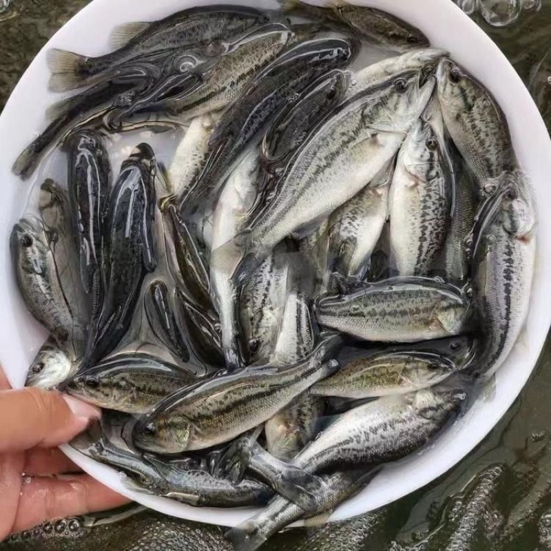 加州鲈鱼苗