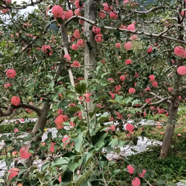 陕西省宝鸡市陈仓区凤阁岭苹果
