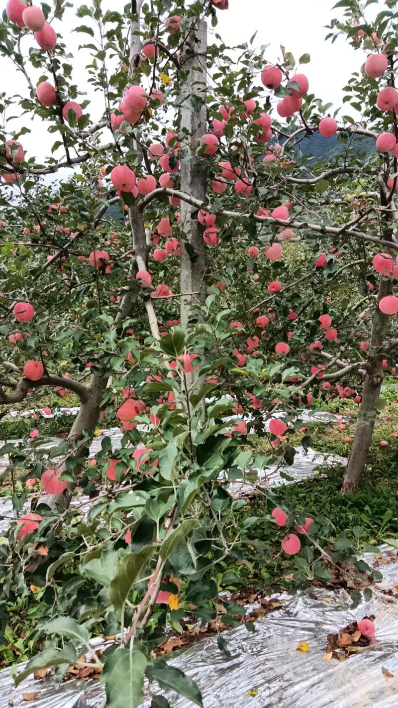 陕西省宝鸡市陈仓区凤阁岭苹果