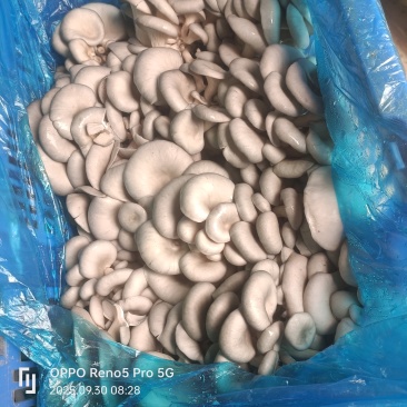 河南商丘平菇