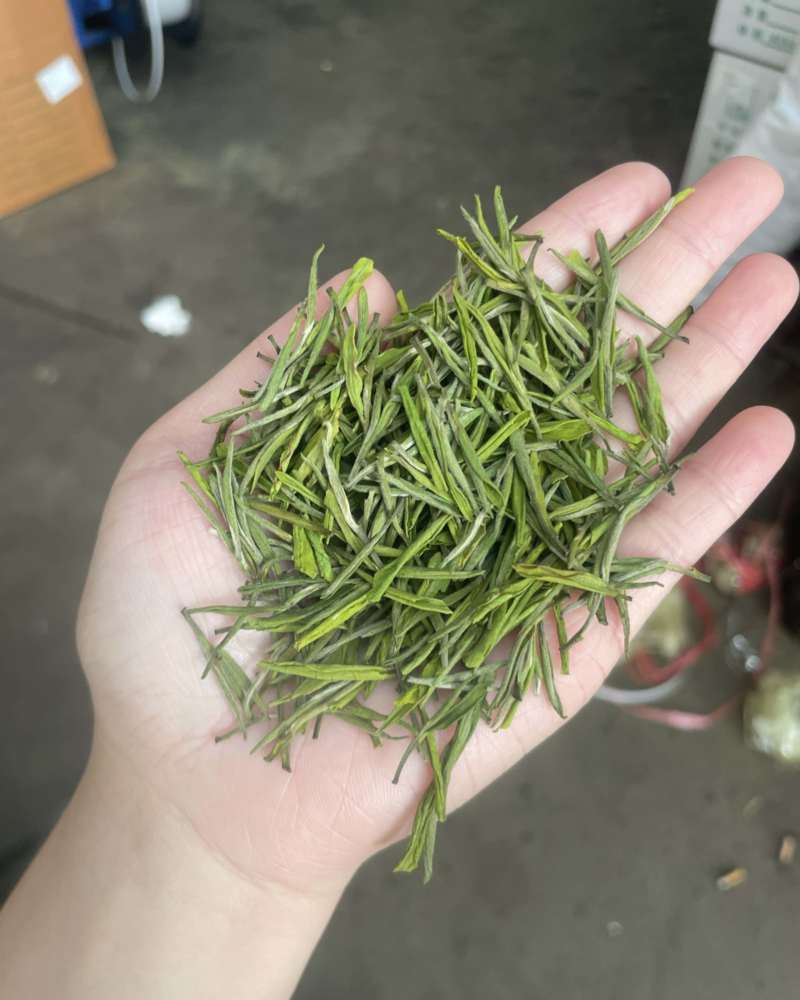 金香玉，安吉白茶升级版
