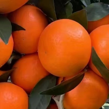 云南蜜橘