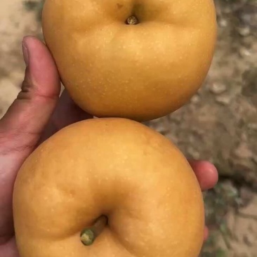新高梨