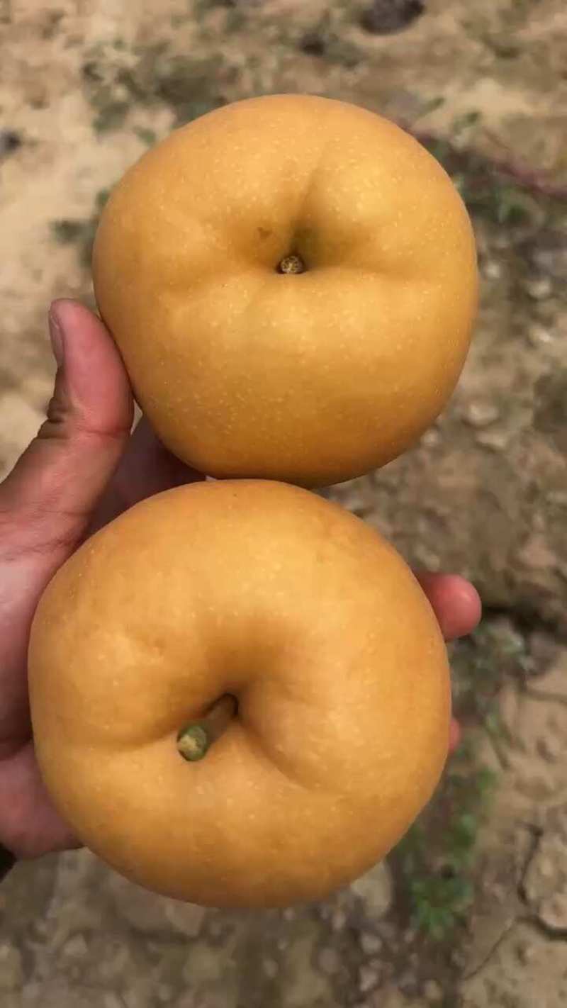 新高梨