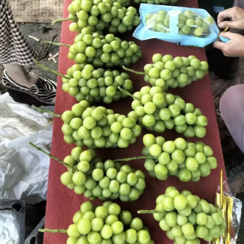 阳光玫瑰葡萄