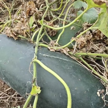 北京房山冬瓜产地直批自家种植在北京房山区