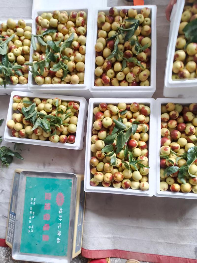 山西庙上冬枣