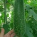 达妮998毛节瓜