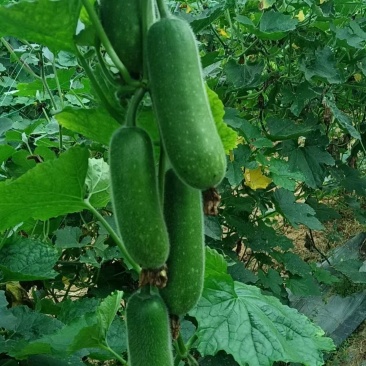 达妮998毛节瓜