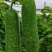 达妮998毛节瓜