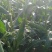 万糯2000，鲜玉米
