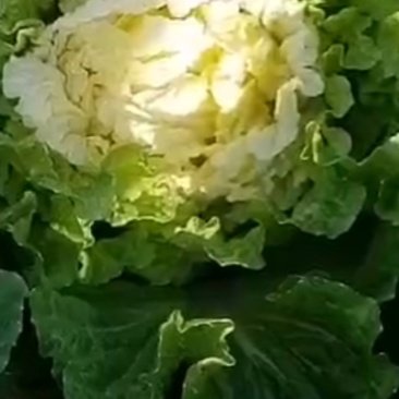 白城市大安市高壮白菜