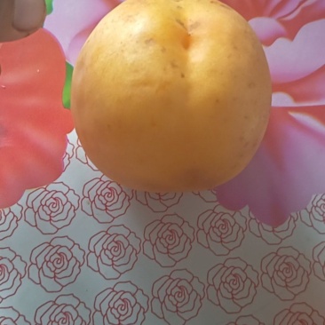 黄金油桃