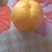 黄金油桃