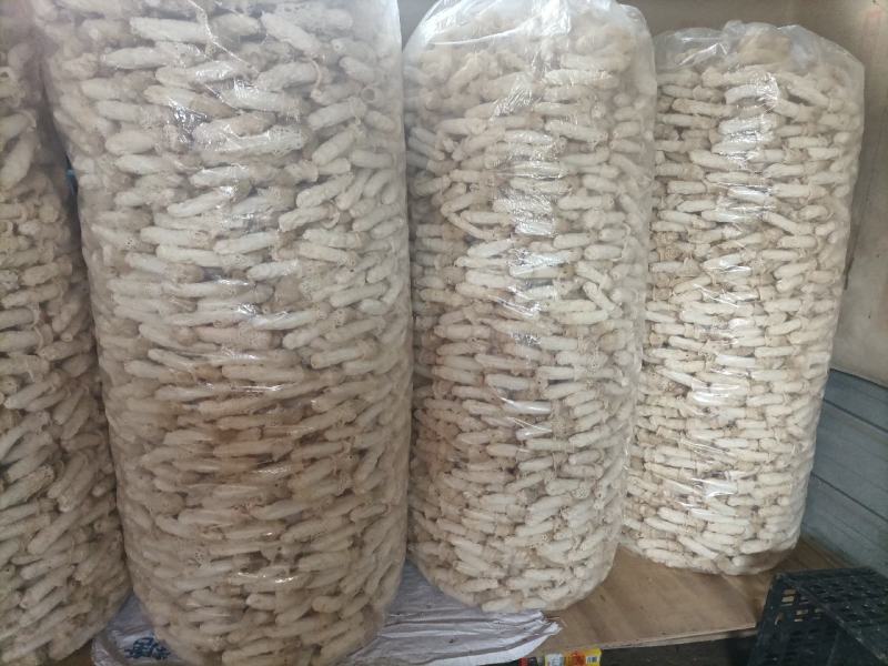 贵州红托竹荪