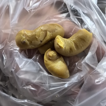 鸡宝