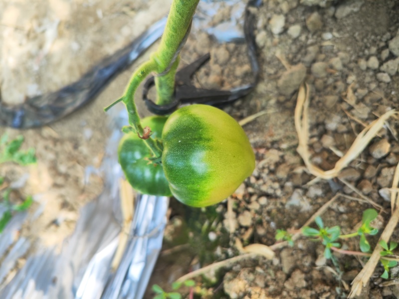 草莓绿腚西红柿
