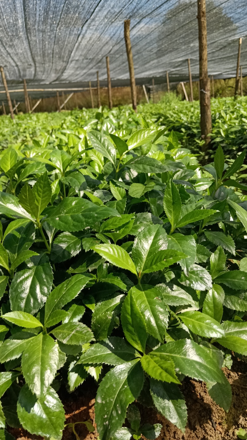 出售草珊瑚种苗