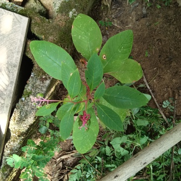 野生商陆