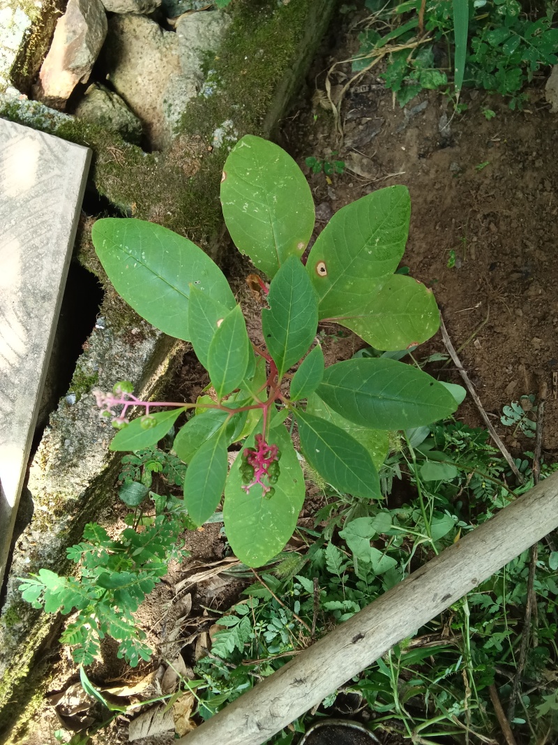 野生商陆