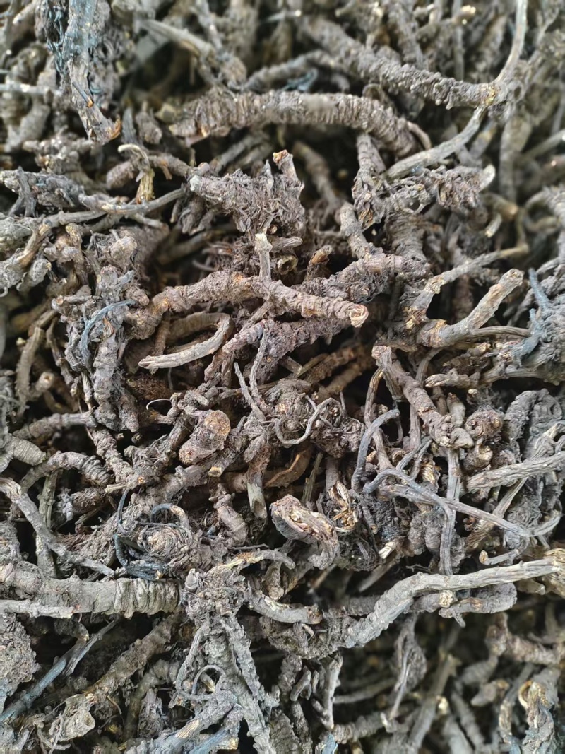 羌活