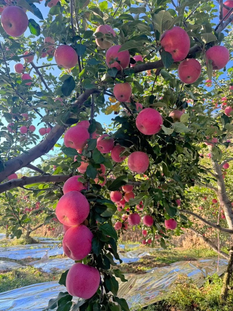 富士苹果