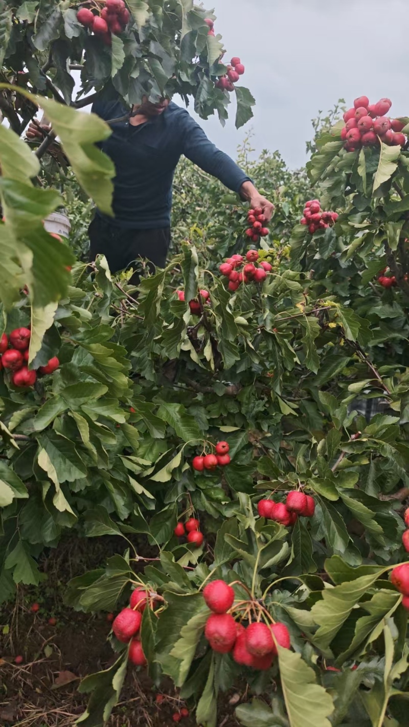 大金星山楂十万吨