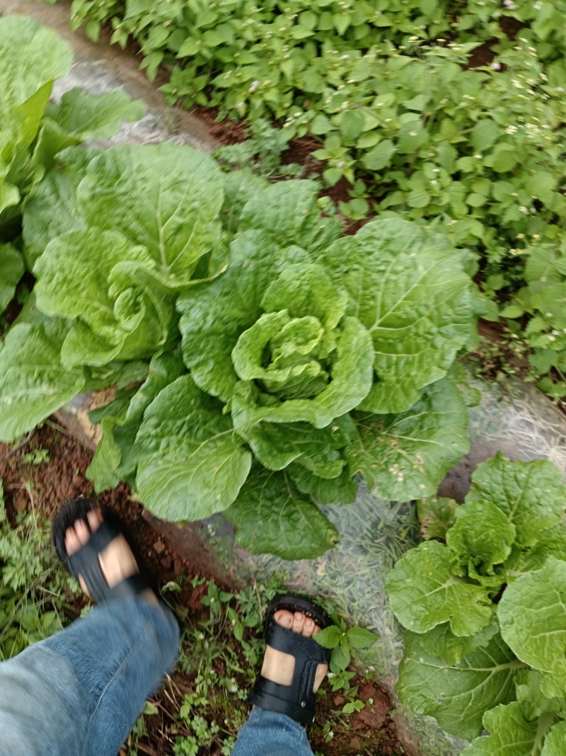 在地里面需要的现砍