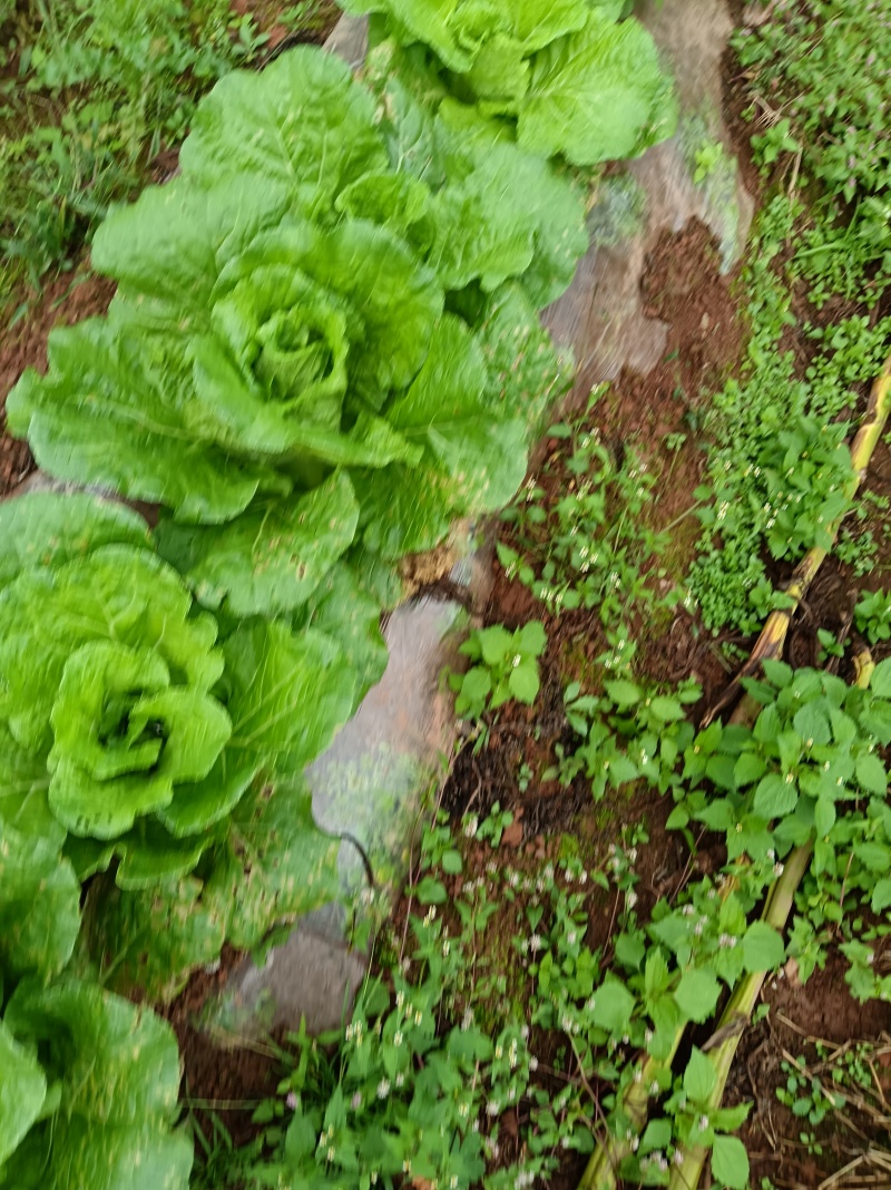 在地里面需要的现砍