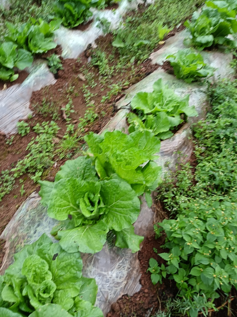 在地里面需要的现砍