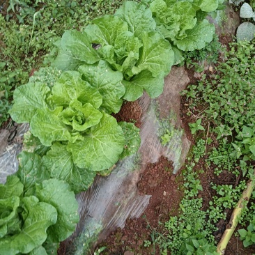 在地里面需要的现砍