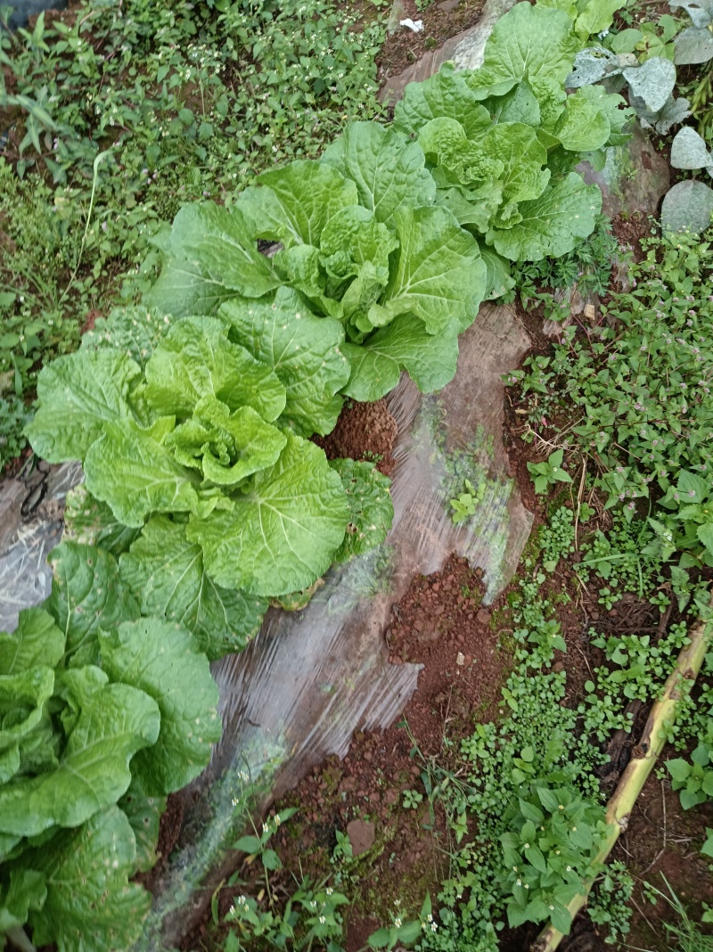 在地里面需要的现砍