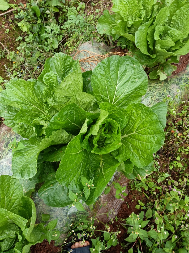 在地里面需要的现砍