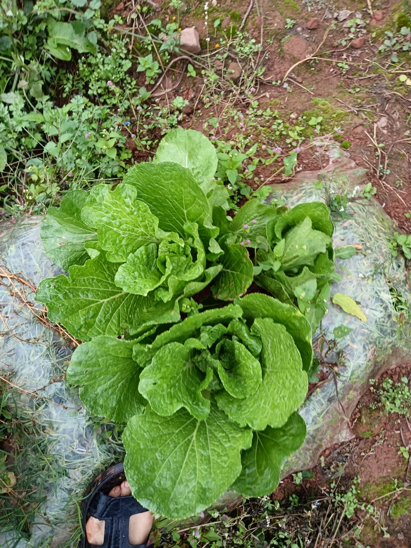 在地里面需要的现砍