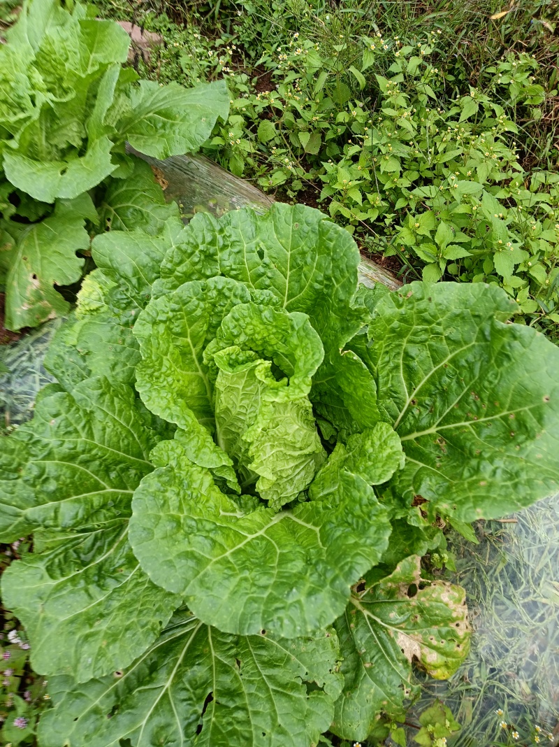 在地里面需要的现砍