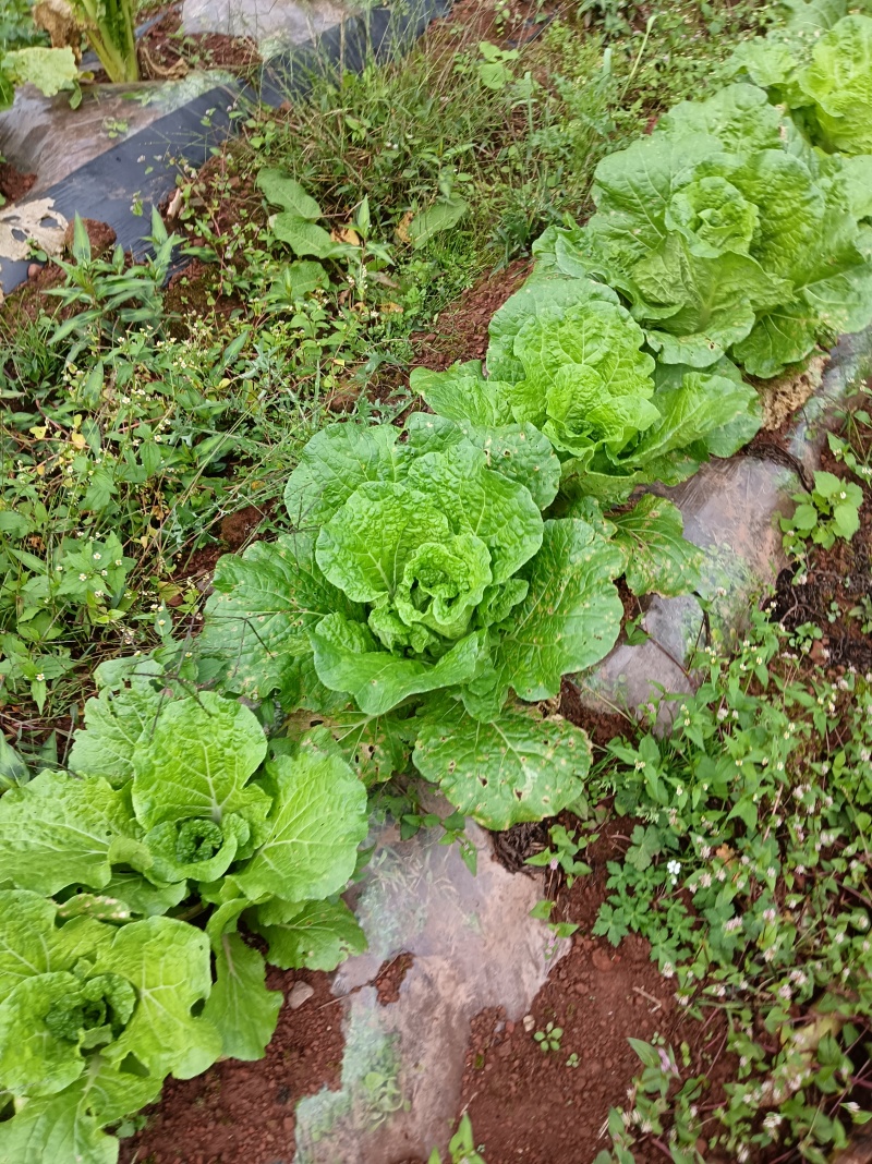 在地里面需要的现砍