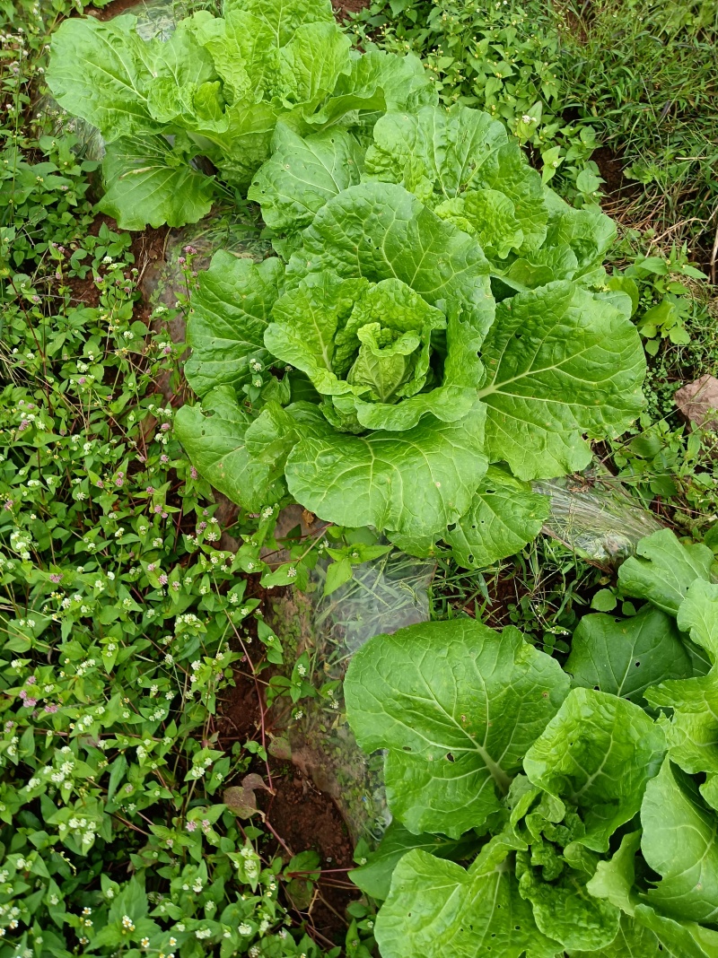 在地里面需要的现砍