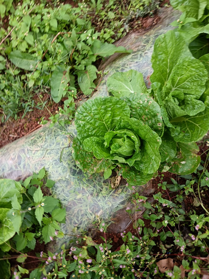 在地里面需要的现砍