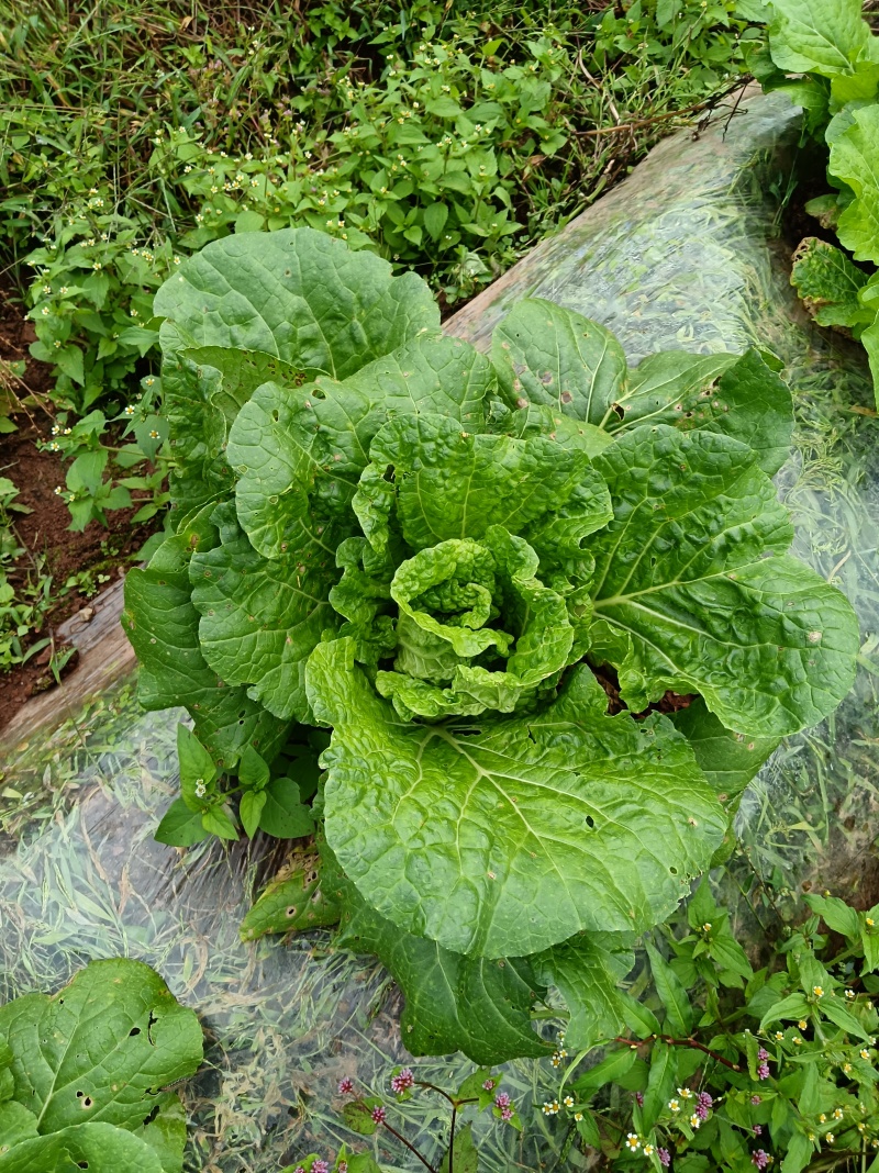 在地里面需要的现砍