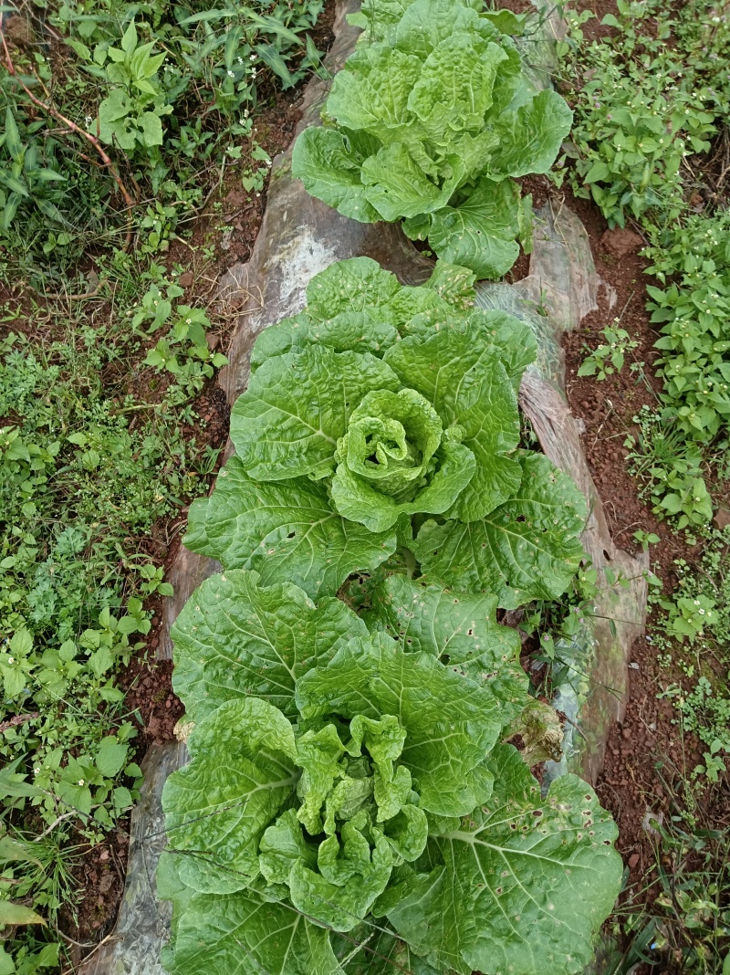 在地里面需要的现砍