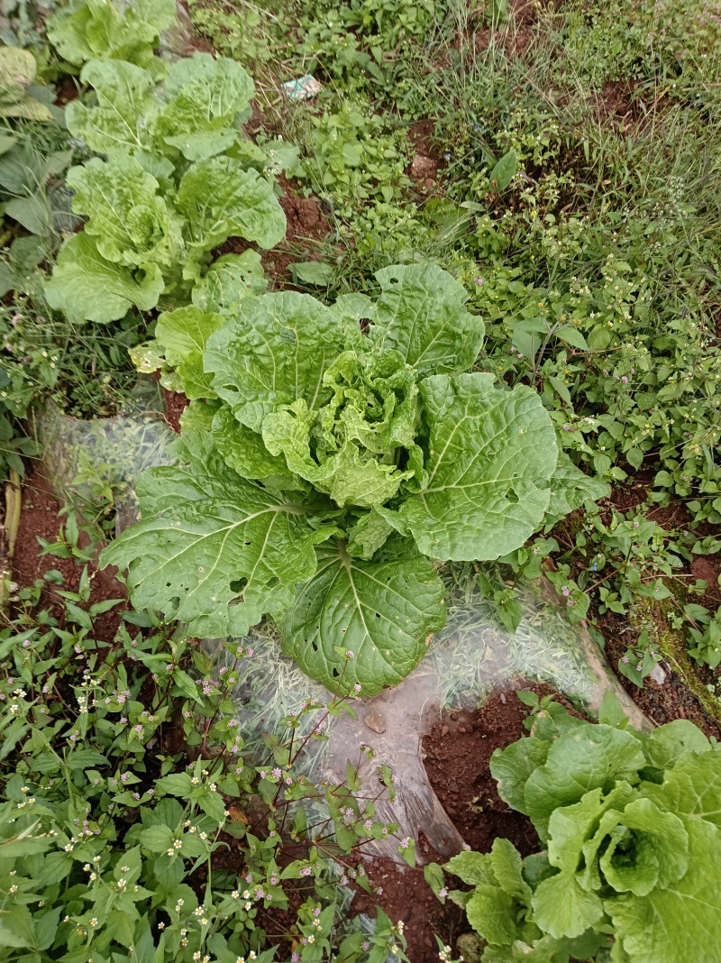 在地里面需要的现砍