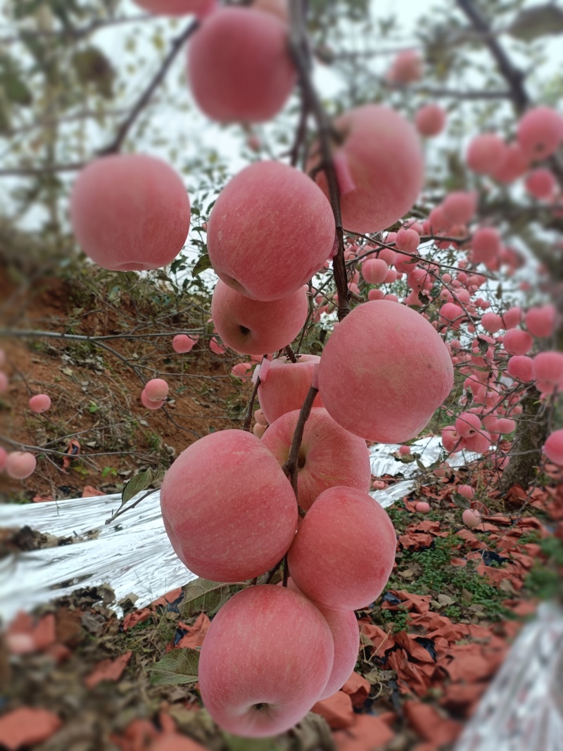 正宗山东烟台红富士苹果，爱妃苹果，奶油富士苹果