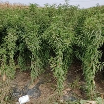 毛桃苗